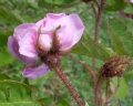 R. x centifolia muscosa